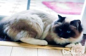 养布偶猫需要很大的房子吗？