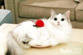 养布偶猫需要很大的房子吗？