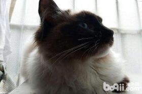 买布偶猫需要购买多大年龄的比较好？