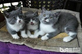 英国短毛猫可以去什么渠道购买？