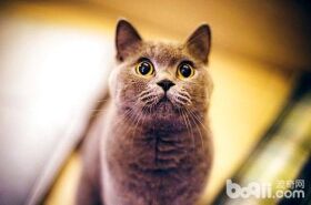 英国短毛猫可以去什么渠道购买？