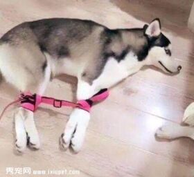 惩罚狗狗要适可而止,惩罚狗狗千万不可以做的事情!