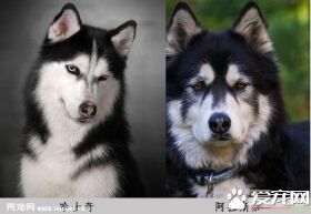 阿拉斯加和哈士奇区别 六个方向轻松辨别谁是二哈