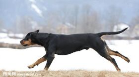 奥地利黑褐猎犬怎么养