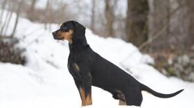 奥地利黑褐猎犬特征