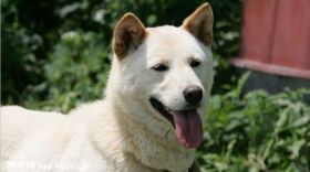 韩国金刀犬智商