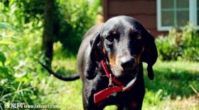黑褐色猎浣熊犬图片欣赏