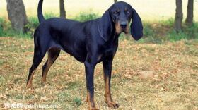黑褐色猎浣熊犬特征