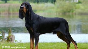 黑褐色猎浣熊犬智商