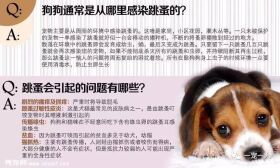 养狗误区:狗狗如果不出门就可以不用驱虫