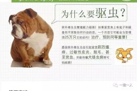 养狗误区:狗狗如果不出门就可以不用驱虫