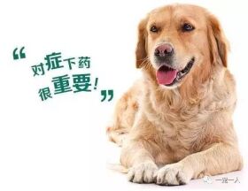 养狗误区:狗狗如果不出门就可以不用驱虫