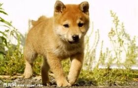 狗狗的记忆力有多长?