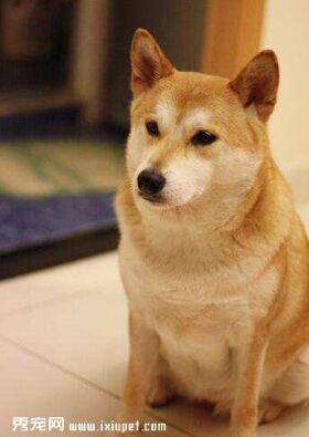 狗狗也会疲劳,这些信号释放的意思你知道几个?