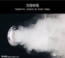 专业宠物SPA,远不止是“泡澡、按摩”那么简单