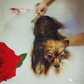 专业宠物SPA,远不止是“泡澡、按摩”那么简单