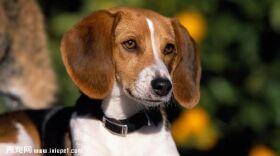 猎狐犬欣赏3