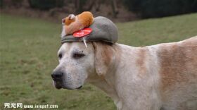 猎狐犬欣赏2