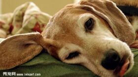猎狐犬欣赏4