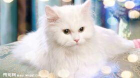 土耳其梵猫价格