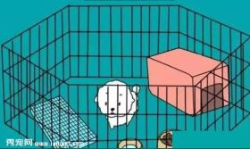 狗狗不会定点排便?那你应该这么训练