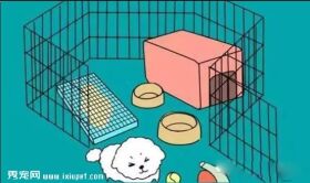 狗狗不会定点排便?那你应该这么训练