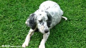 英国雪达犬图片欣赏2