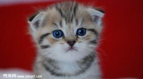 曼切堪猫图片欣赏4