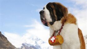 雪山中的守护神――圣伯纳犬