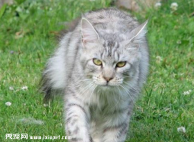 缅因猫个性特征及美容步骤