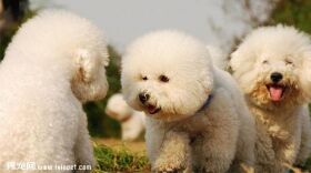 巴比熊犬图片欣赏3