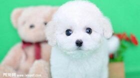 巴比熊犬图片欣赏4