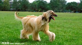 阿富汗猎犬饲养方法