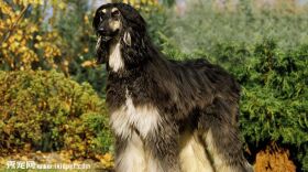 阿富汗猎犬训练