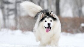阿拉斯加雪橇犬图片