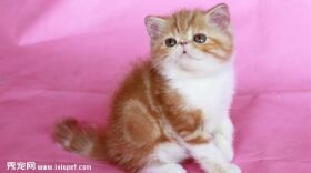 加菲猫图片欣赏1