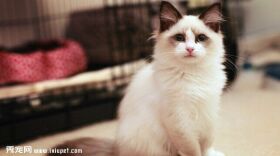 布偶猫价格