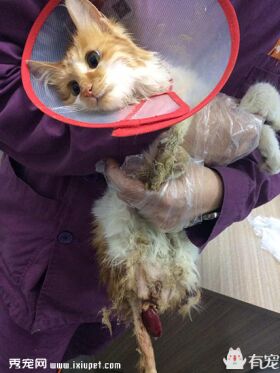 一例家猫先天性结肠憩室继发直肠脱垂病例分析