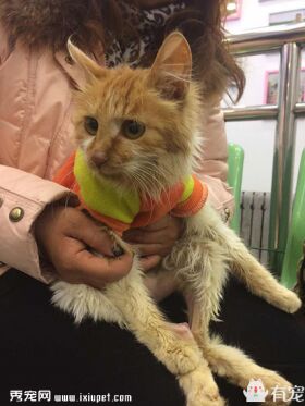 一例家猫先天性结肠憩室继发直肠脱垂病例分析