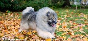 荷兰毛狮犬训练