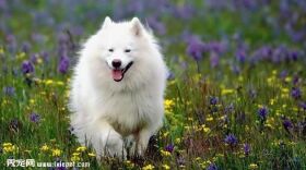 爱斯基摩犬图片欣赏3