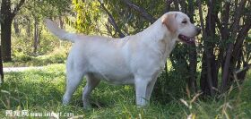 拉布拉多犬寻回犬缺点