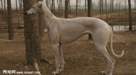 细犬饲养方法