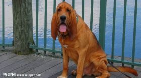 寻血猎犬图片欣赏6