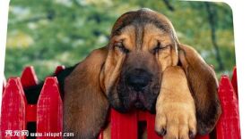 寻血猎犬图片欣赏4