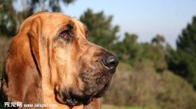 寻血猎犬图片欣赏3