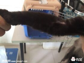 疾病实例：驱虫不及时，猫咪也会得疥螨！