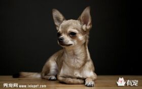茶杯犬背后的可怕真相!
