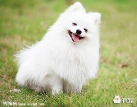 茶杯犬背后的可怕真相!