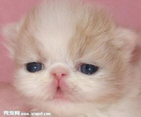 波斯猫喜欢吃老鼠吗